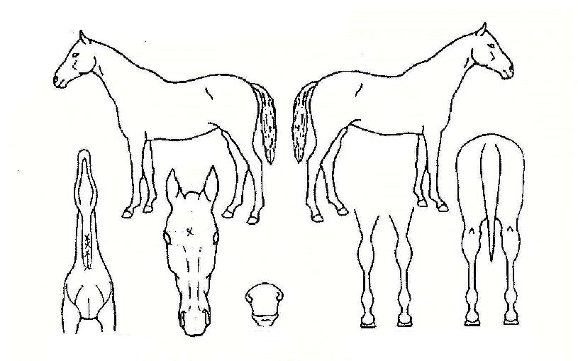 ²Þµ¿»êÀÇ Ãø¸é,¿ì¸é,µÞ¸é,µÎ»ó,´Ù¸®ÀÇ Æ¯Â¡µµÇØ