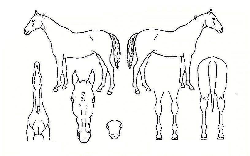 ¿ë°¨¹«½ÖÀÇ Ãø¸é,¿ì¸é,µÞ¸é,µÎ»ó,´Ù¸®ÀÇ Æ¯Â¡µµÇØ