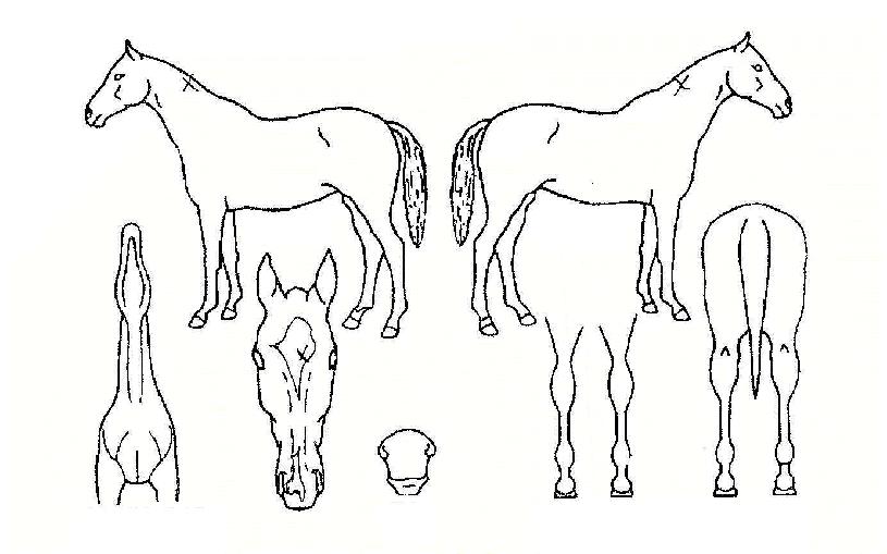 ���赶���� ����,���,�޸�,�λ�,�ٸ��� Ư¡����