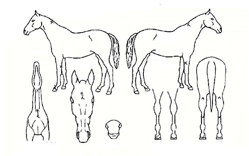 Áß¹®ÃµÀçÀÇ Ãø¸é,¿ì¸é,µÞ¸é,µÎ»ó,´Ù¸®ÀÇ Æ¯Â¡µµÇØ