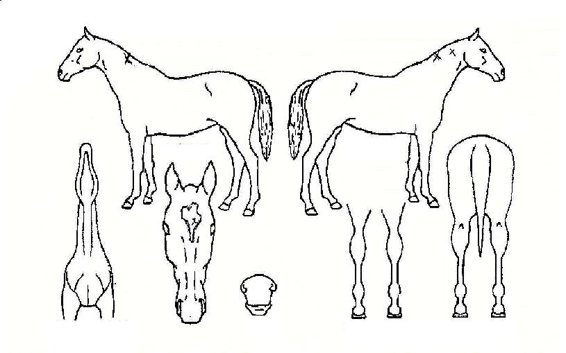 �ʽ�ī���� ����,���,�޸�,�λ�,�ٸ��� Ư¡����