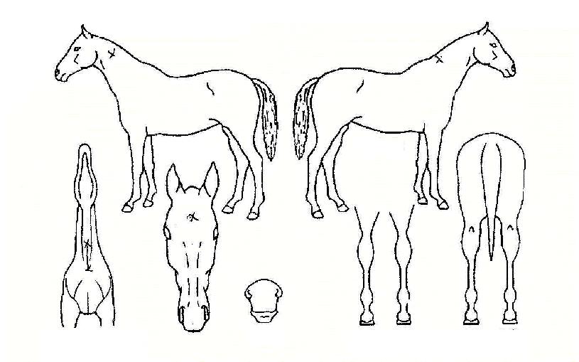 ¹Ì¼Ò·°Å°ÀÚ¸¶ÀÇ Ãø¸é,¿ì¸é,µÞ¸é,µÎ»ó,´Ù¸®ÀÇ Æ¯Â¡µµÇØ