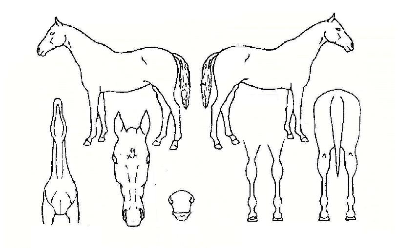 °ñµå¼¼À̺êÀÇ Ãø¸é,¿ì¸é,µÞ¸é,µÎ»ó,´Ù¸®ÀÇ Æ¯Â¡µµÇØ