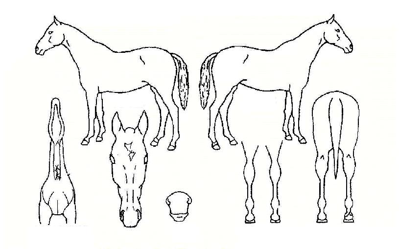 ÇÏÀ̽ºÄ«ÀÌÀÇ Ãø¸é,¿ì¸é,µÞ¸é,µÎ»ó,´Ù¸®ÀÇ Æ¯Â¡µµÇØ