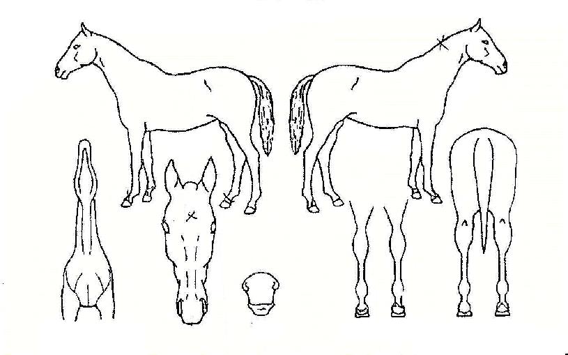 ¿Õ¹Ù¶÷ÀÚ¸¶ÀÇ Ãø¸é,¿ì¸é,µÞ¸é,µÎ»ó,´Ù¸®ÀÇ Æ¯Â¡µµÇØ