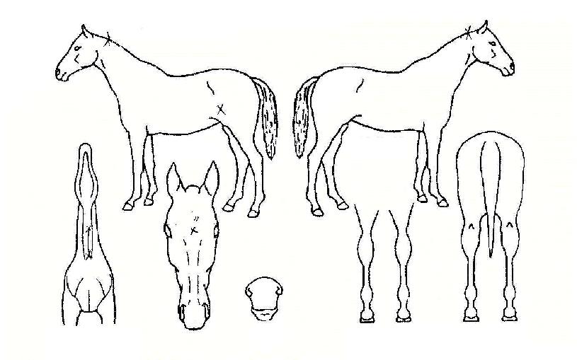 ������ ����,���,�޸�,�λ�,�ٸ��� Ư¡����