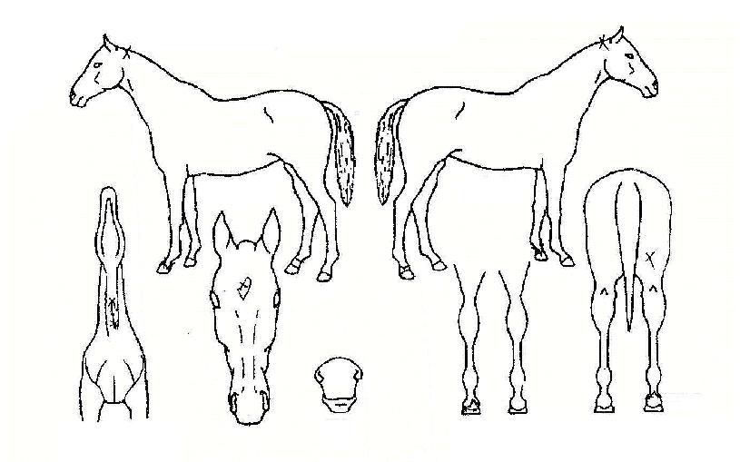 ��ȣ������ ����,���,�޸�,�λ�,�ٸ��� Ư¡����