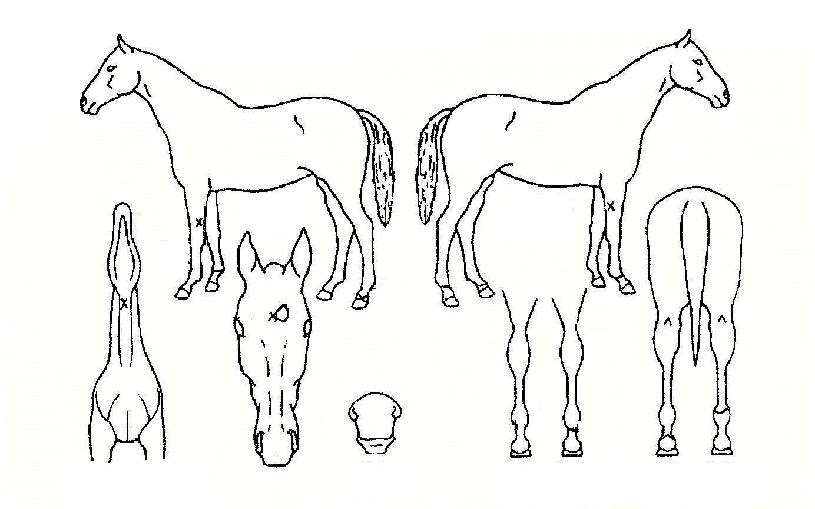 ������ƽ�� ����,���,�޸�,�λ�,�ٸ��� Ư¡����