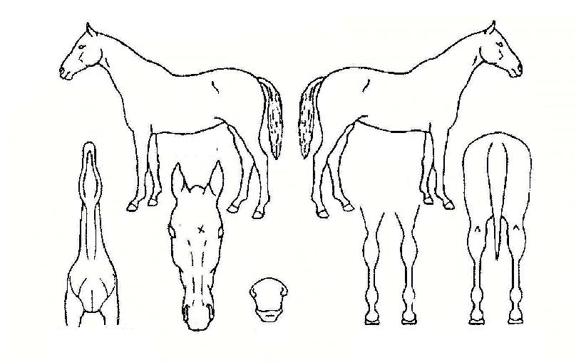 ¸¸ÀÎÀÇ¿©ÀÎÀÇ Ãø¸é,¿ì¸é,µÞ¸é,µÎ»ó,´Ù¸®ÀÇ Æ¯Â¡µµÇØ