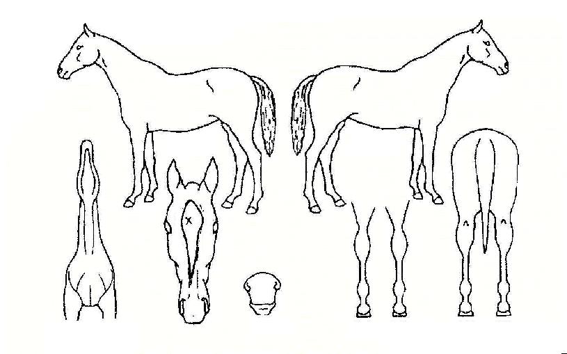 ޶óÀǺҺûÀÇ Ãø¸é,¿ì¸é,µÞ¸é,µÎ»ó,´Ù¸®ÀÇ Æ¯Â¡µµÇØ