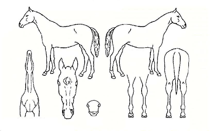 ���丮�����Ƽ�ڸ��� ����,���,�޸�,�λ�,�ٸ��� Ư¡����