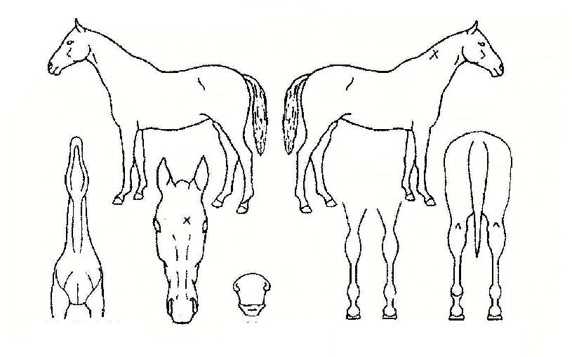 µðÁö·Î±×½Ã´ëÀÇ Ãø¸é,¿ì¸é,µÞ¸é,µÎ»ó,´Ù¸®ÀÇ Æ¯Â¡µµÇØ