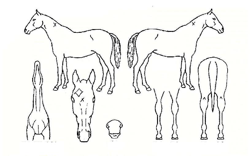 ���������� ����,���,�޸�,�λ�,�ٸ��� Ư¡����