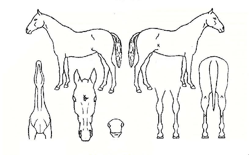 �ְ����� ����,���,�޸�,�λ�,�ٸ��� Ư¡����