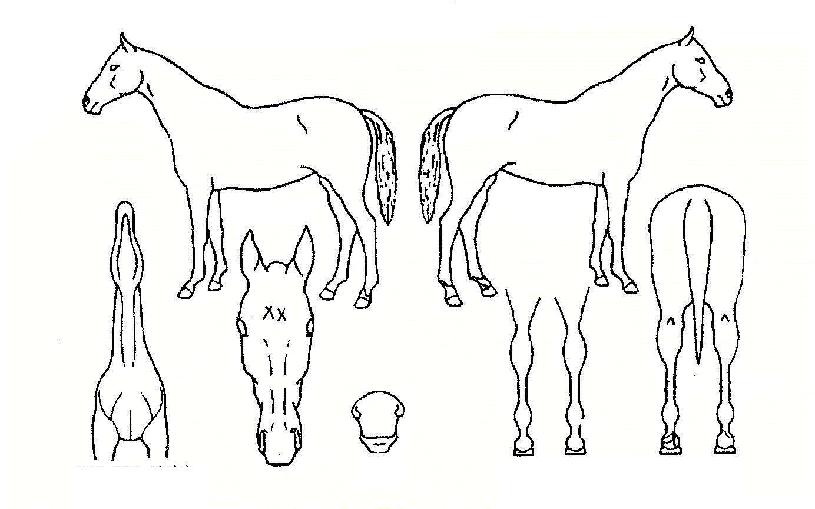 ���ۿ����� ����,���,�޸�,�λ�,�ٸ��� Ư¡����