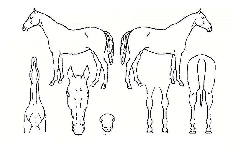 Á¦ÇÁ¸°ÁêÀÚ¸¶ÀÇ Ãø¸é,¿ì¸é,µÞ¸é,µÎ»ó,´Ù¸®ÀÇ Æ¯Â¡µµÇØ