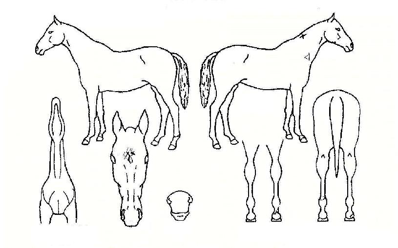 À§³ÊÀÇ Ãø¸é,¿ì¸é,µÞ¸é,µÎ»ó,´Ù¸®ÀÇ Æ¯Â¡µµÇØ