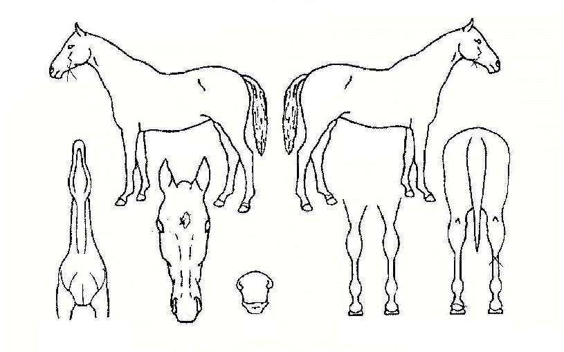 õÁö»ç¶ûÀÇ Ãø¸é,¿ì¸é,µÞ¸é,µÎ»ó,´Ù¸®ÀÇ Æ¯Â¡µµÇØ