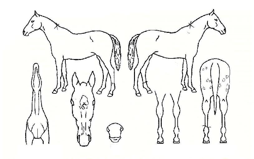 �������ڸ��� ����,���,�޸�,�λ�,�ٸ��� Ư¡����