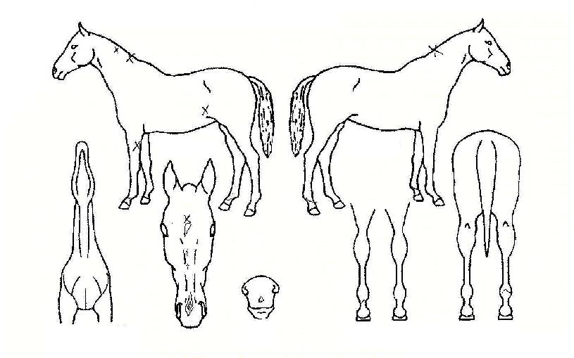 ��ġ�����굥�����ڸ��� ����,���,�޸�,�λ�,�ٸ��� Ư¡����