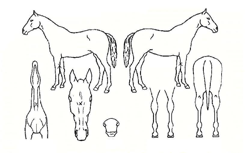 ¹éÈõ»çÀÚ¸¶ÀÇ Ãø¸é,¿ì¸é,µÞ¸é,µÎ»ó,´Ù¸®ÀÇ Æ¯Â¡µµÇØ