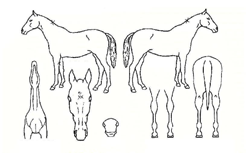 »ê¸ÅÀÚ¸¶ÀÇ Ãø¸é,¿ì¸é,µÞ¸é,µÎ»ó,´Ù¸®ÀÇ Æ¯Â¡µµÇØ