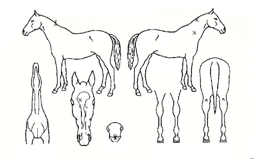 Ǫ¸¥¹Ù´ÙÀÇ Ãø¸é,¿ì¸é,µÞ¸é,µÎ»ó,´Ù¸®ÀÇ Æ¯Â¡µµÇØ