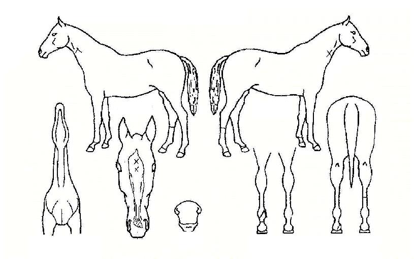 ������ڸ��� ����,���,�޸�,�λ�,�ٸ��� Ư¡����