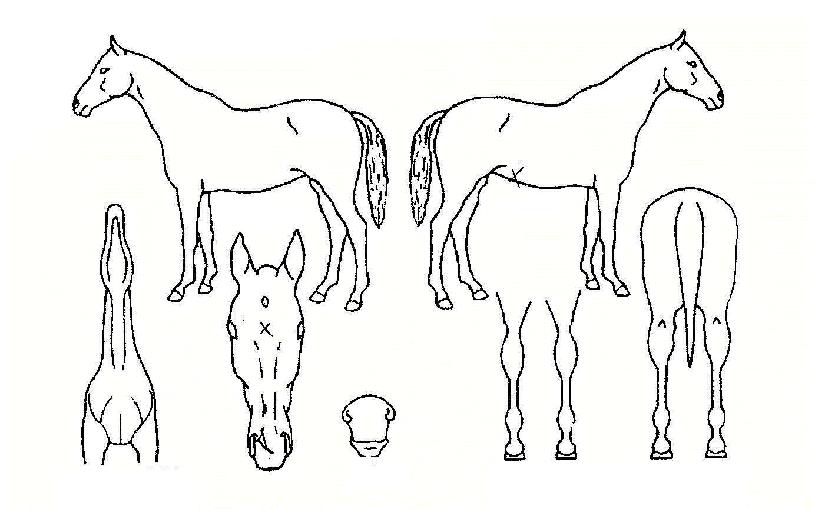 ¹Ì½º¸¾º¸ÀÇ Ãø¸é,¿ì¸é,µÞ¸é,µÎ»ó,´Ù¸®ÀÇ Æ¯Â¡µµÇØ