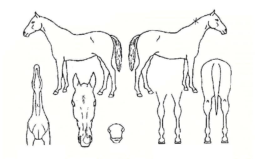 ½Â¸®ÇàÁøÀÇ Ãø¸é,¿ì¸é,µÞ¸é,µÎ»ó,´Ù¸®ÀÇ Æ¯Â¡µµÇØ