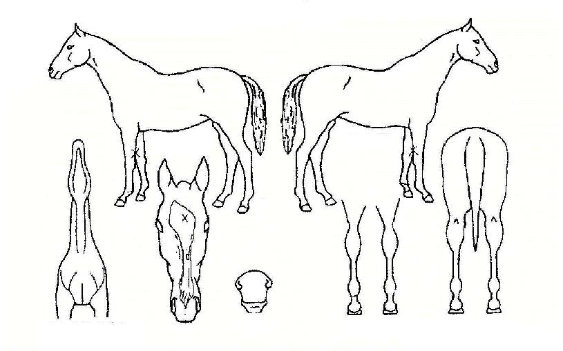 ������Ƽ�� ����,���,�޸�,�λ�,�ٸ��� Ư¡����