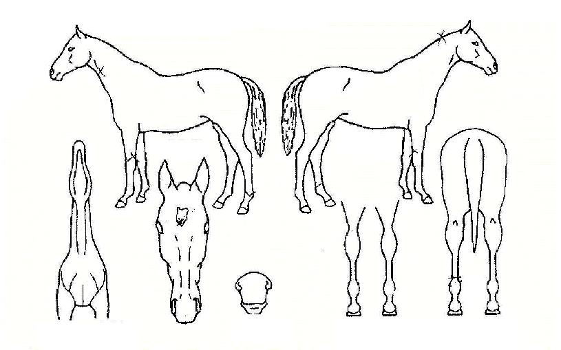 Ȳ������ ����,���,�޸�,�λ�,�ٸ��� Ư¡����