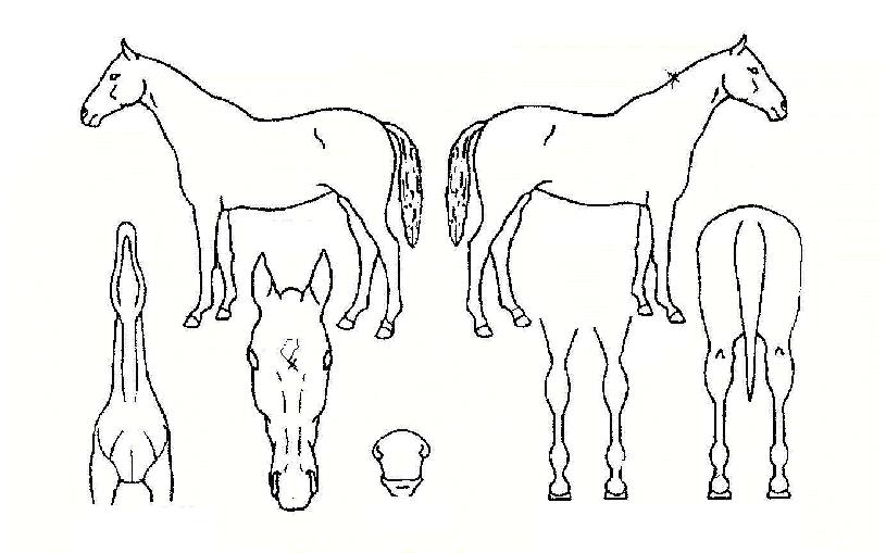 ���������� ����,���,�޸�,�λ�,�ٸ��� Ư¡����