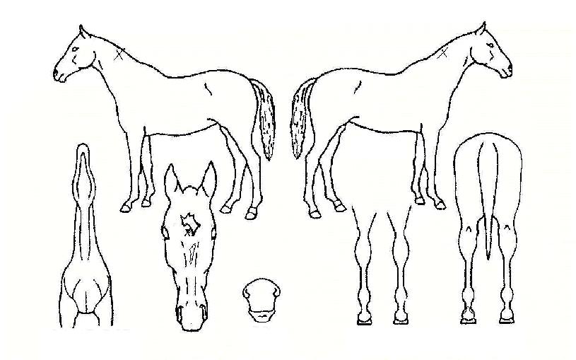 õ¼±´ëÀÚ¸¶ÀÇ Ãø¸é,¿ì¸é,µÞ¸é,µÎ»ó,´Ù¸®ÀÇ Æ¯Â¡µµÇØ