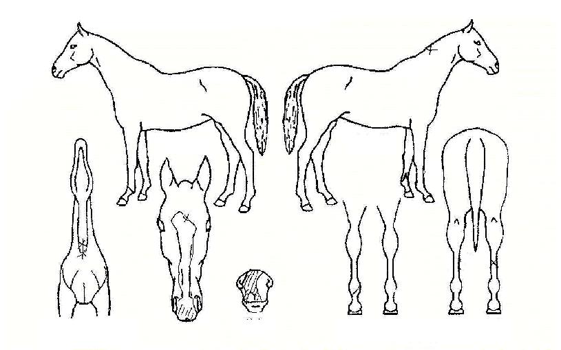 ������ ����,���,�޸�,�λ�,�ٸ��� Ư¡����