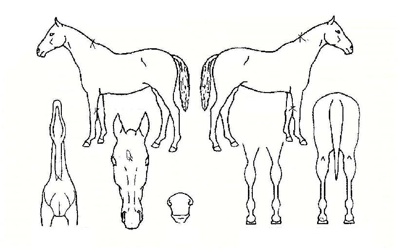 �������ڸ��� ����,���,�޸�,�λ�,�ٸ��� Ư¡����