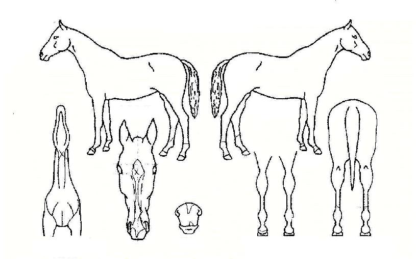 ½¦ÀÚ°ñµðÀÚ¸¶ÀÇ Ãø¸é,¿ì¸é,µÞ¸é,µÎ»ó,´Ù¸®ÀÇ Æ¯Â¡µµÇØ