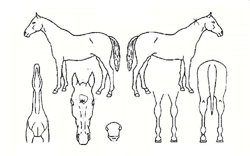 �Ǿ���� ����,���,�޸�,�λ�,�ٸ��� Ư¡����