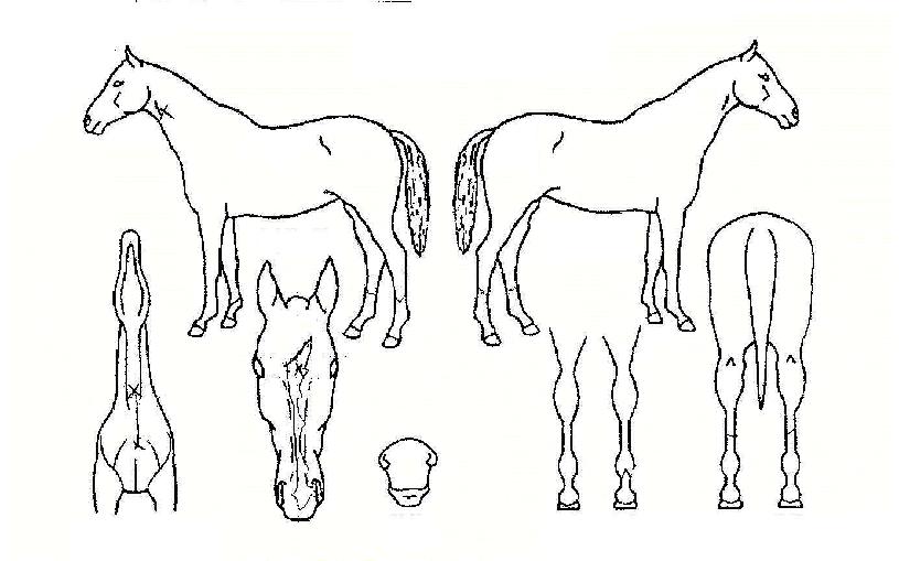 ´ë»ïÀÇ Ãø¸é,¿ì¸é,µÞ¸é,µÎ»ó,´Ù¸®ÀÇ Æ¯Â¡µµÇØ