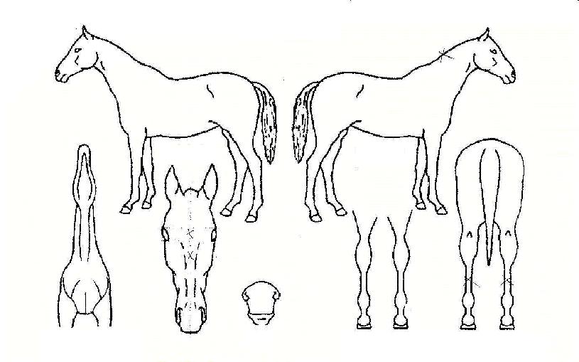 ºñºÀ½ÅÈÀÇ Ãø¸é,¿ì¸é,µÞ¸é,µÎ»ó,´Ù¸®ÀÇ Æ¯Â¡µµÇØ