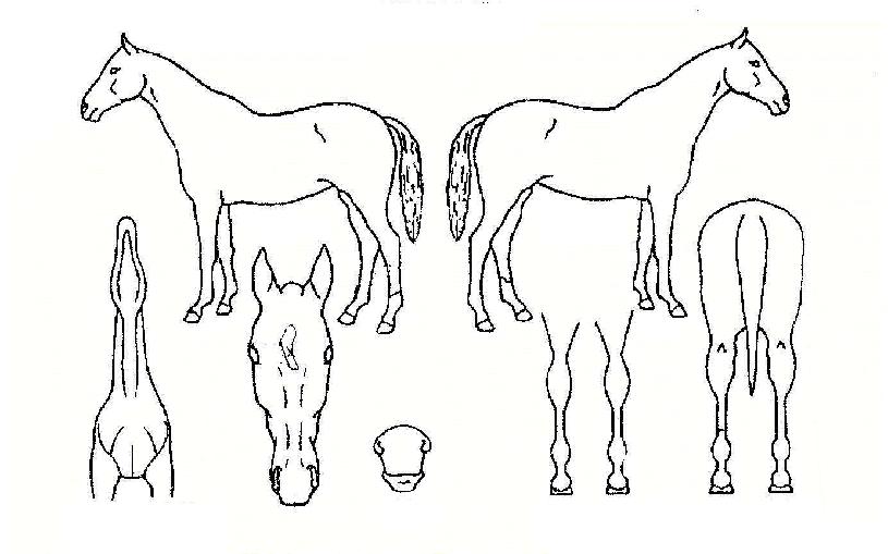 �Ѽ������ڸ��� ����,���,�޸�,�λ�,�ٸ��� Ư¡����