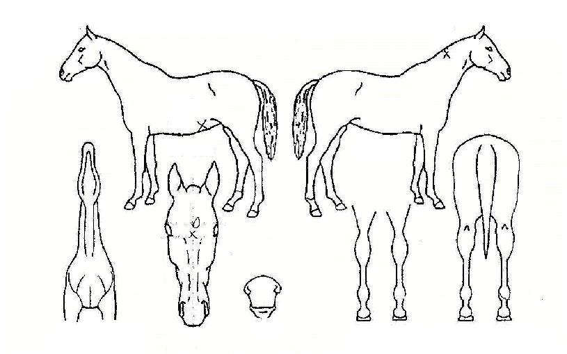 ĵ��ĳġ���ڸ��� ����,���,�޸�,�λ�,�ٸ��� Ư¡����