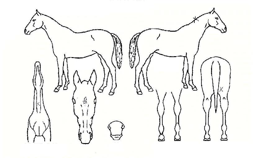 ǻó������ ����,���,�޸�,�λ�,�ٸ��� Ư¡����