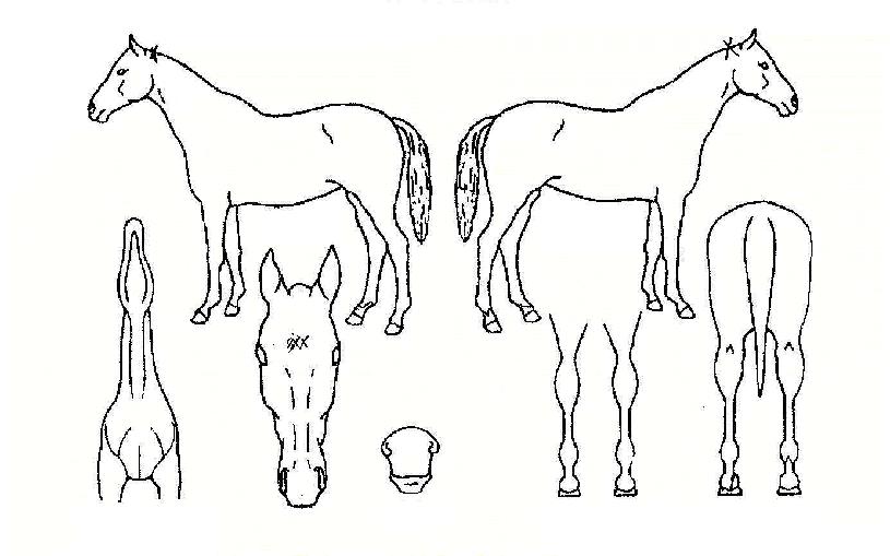 °¡À»ÇÏ´ÃÀÇ Ãø¸é,¿ì¸é,µÞ¸é,µÎ»ó,´Ù¸®ÀÇ Æ¯Â¡µµÇØ