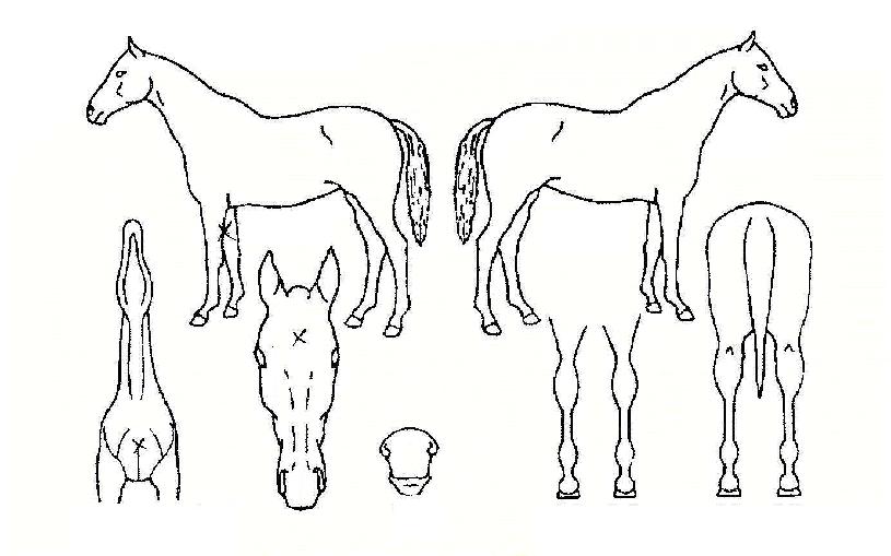 �����ǵ��� ����,���,�޸�,�λ�,�ٸ��� Ư¡����