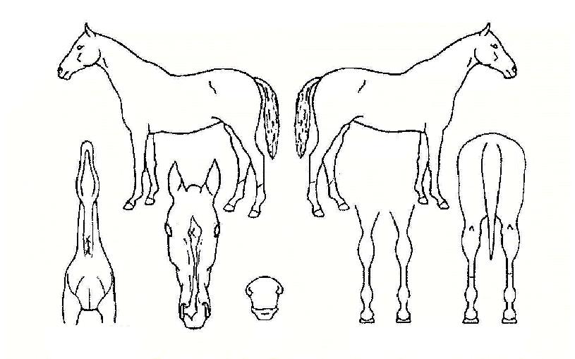 ĭ��źƮĮ���ڸ��� ����,���,�޸�,�λ�,�ٸ��� Ư¡����