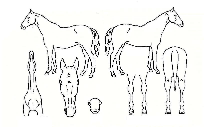 ¿ì¿ÍÀÇ Ãø¸é,¿ì¸é,µÞ¸é,µÎ»ó,´Ù¸®ÀÇ Æ¯Â¡µµÇØ