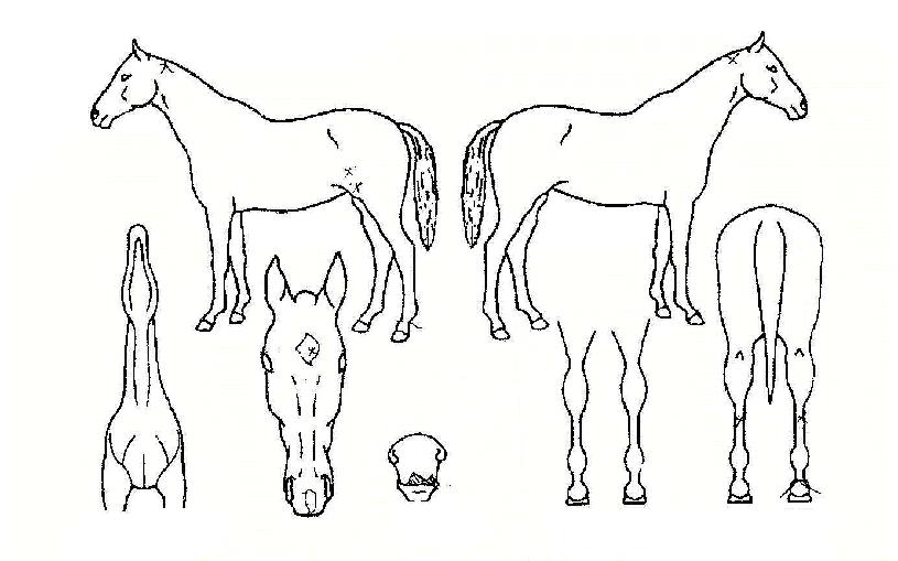 űذÀÚÀÇ Ãø¸é,¿ì¸é,µÞ¸é,µÎ»ó,´Ù¸®ÀÇ Æ¯Â¡µµÇØ