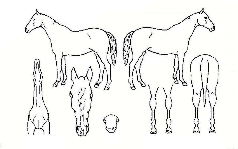 ��꿵���� ����,���,�޸�,�λ�,�ٸ��� Ư¡����