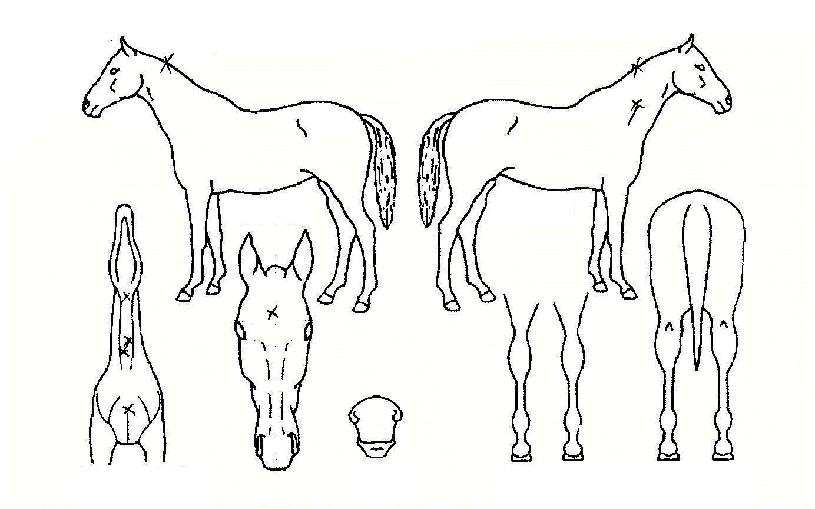 ÀºÇÏ¿µ¿õÀÇ Ãø¸é,¿ì¸é,µÞ¸é,µÎ»ó,´Ù¸®ÀÇ Æ¯Â¡µµÇØ